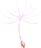 dandelion seed